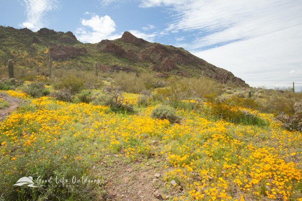 Mexican gold poppies in bloom in Arizona's Picacho Peak State Park.