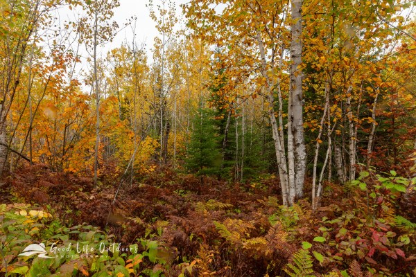 A range of fall foliage colors seen along a trail in Minnesota's Temperance River State Park near Lake Superior’s north shore.