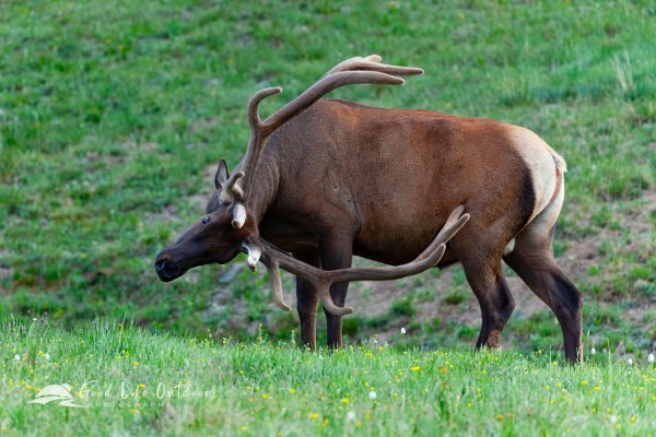 A bull elk scratches an itch with a velvet antler just below the tundra in Colorado's Rocky Mountain National Park.