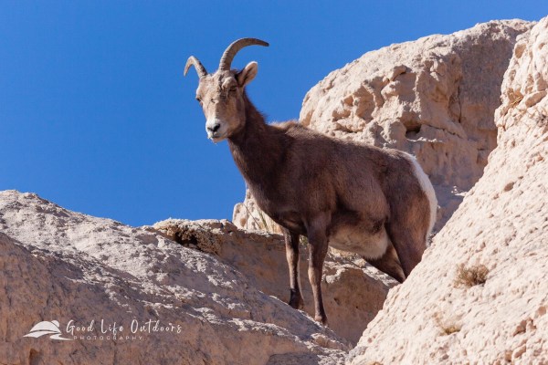 Bighorn sheep ewe in the Nebraska Wildcat Hills