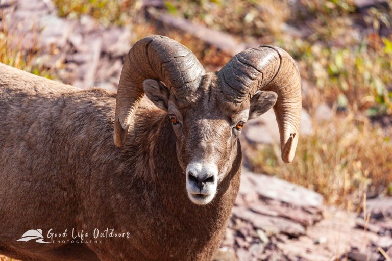 Bighorn sheep ram in Glacier National Park.