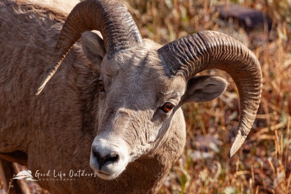 Young bighorn sheep ram in Glacier National Park.