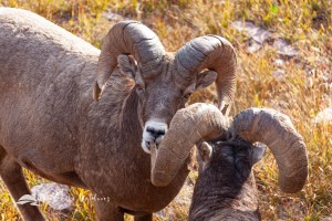 Bighorn sheep rams socializing high above Hidden Lake in Glacier National Park.