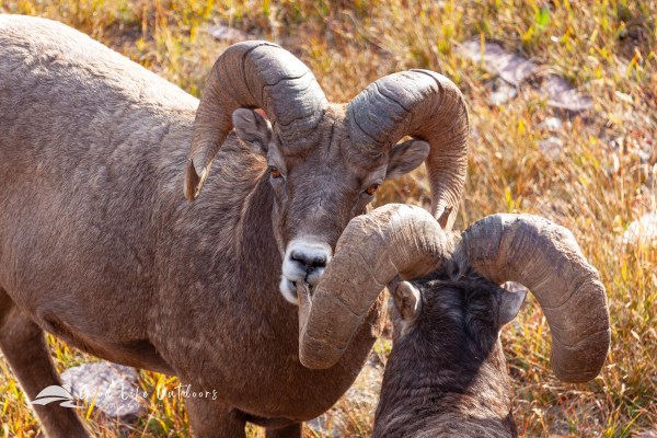 Bighorn sheep rams socializing high above Hidden Lake in Glacier National Park.
