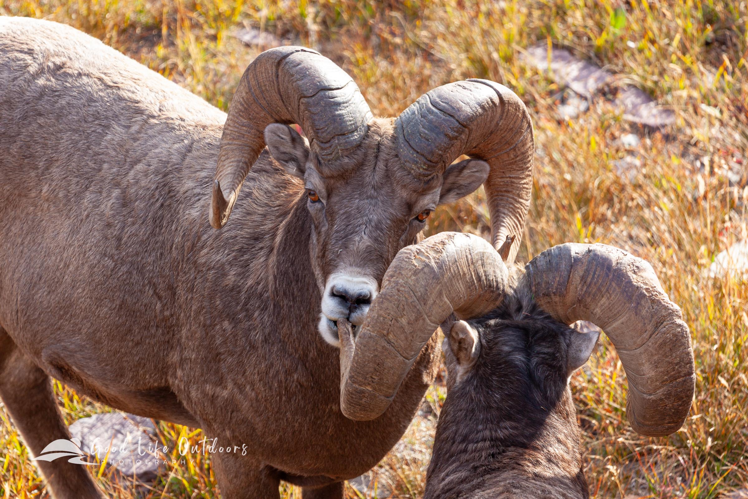 Bighorn sheep rams socializing high above Hidden Lake in Glacier National Park.