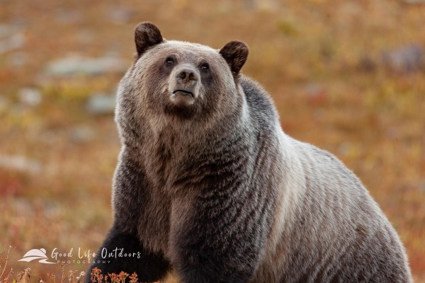 Foraging grizzly bear in Glacier National Park.